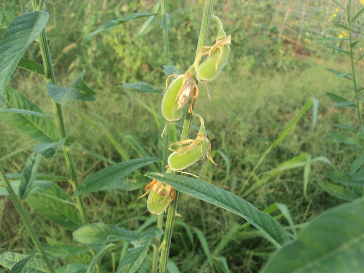 Crotalaria juncea L.